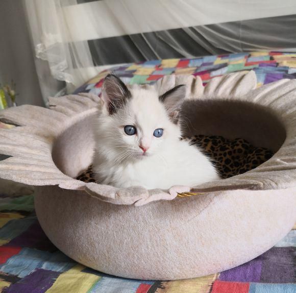 如何让猫咪少生病？可以坚持这三个小技巧让猫健健康康！