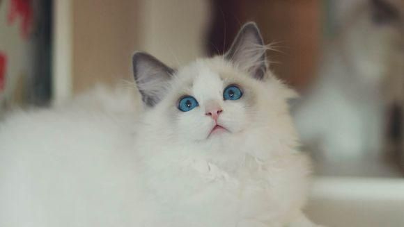 如何让猫咪少生病？可以坚持这三个小技巧让猫健健康康！
