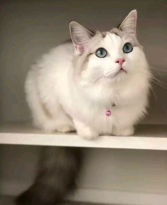 如何让猫咪少生病？可以坚持这三个小技巧让猫健健康康！