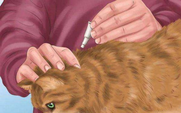 如何让猫咪少生病？可以坚持这三个小技巧让猫健健康康！
