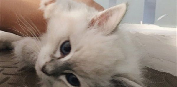 怎么看布偶猫健不健康