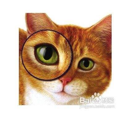 如何判断猫贬子的猫是否健康？