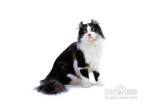 如何判断猫贬子的猫是否健康？