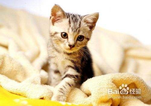 如何判断猫贬子的猫是否健康？