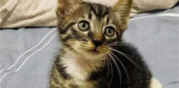 怎么看狸花猫健不健康