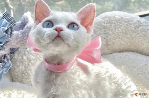 怎么看德文卷毛猫健不健康