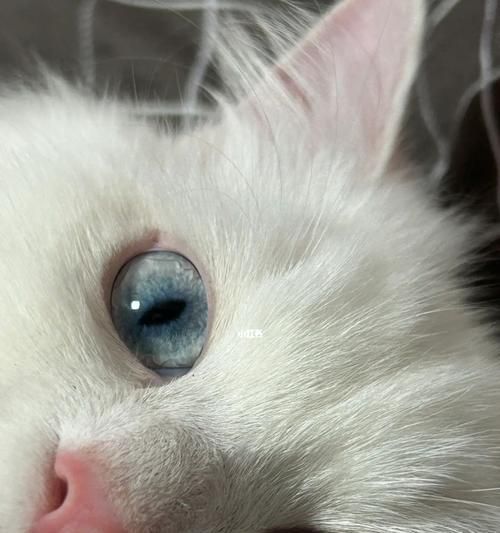 猫眼进水怎么办（宠物猫眼健康怎么保护）