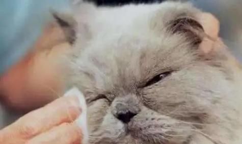 猫眼进水怎么办（宠物猫眼健康怎么保护）