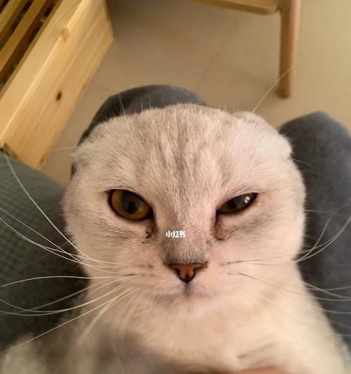猫眼进水怎么办（宠物猫眼健康怎么保护）