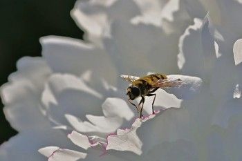 泰康健康百分百b款重大疾病保险怎么样？值得买吗？