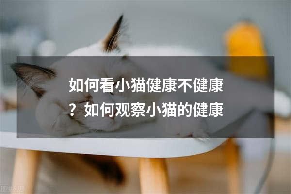 如何看小猫健康不健康？如何观察小猫的健康