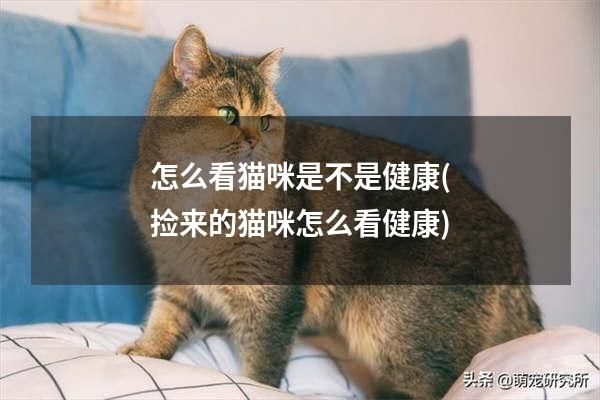 怎么看猫咪是不是健康(捡来的猫咪怎么看健康)
