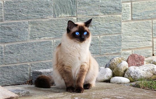 如何选择健康的小猫 健康猫咪的四大点你知道吗