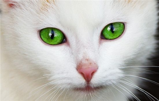 如何选择健康的小猫 健康猫咪的四大点你知道吗