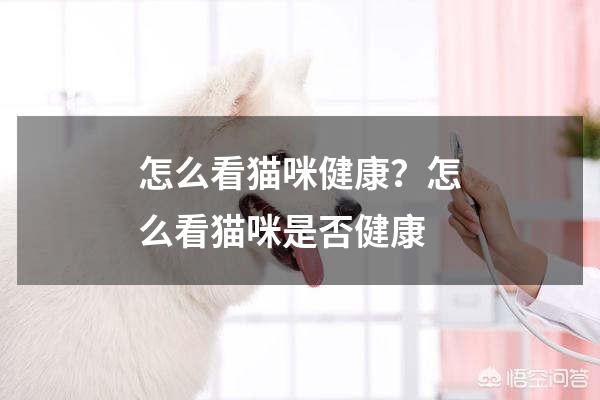 怎么看猫咪健康？怎么看猫咪是否健康