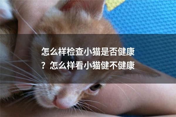 怎么样检查小猫是否健康？怎么样看小猫健不健康