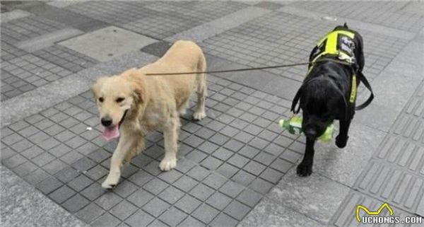 讓狗狗健康，要做下面5件事，特別是第五件