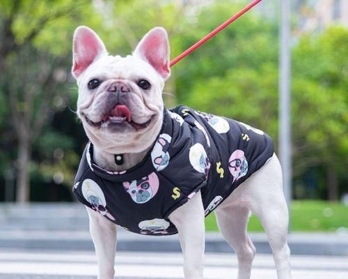 讓你的巴哥犬健康成長，一起來學習如何選擇適合它的蔬菜（讓你的巴哥犬健康成長）