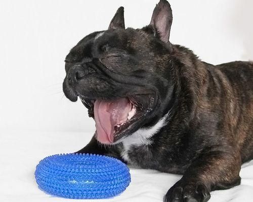 讓你的巴哥犬健康成長，一起來學習如何選擇適合它的蔬菜（讓你的巴哥犬健康成長）
