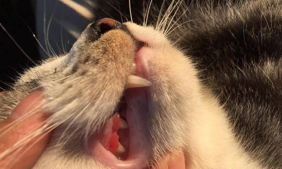 猫咪的牙龈健康指南（如何保护宠物猫咪的牙齿与牙龈健康）