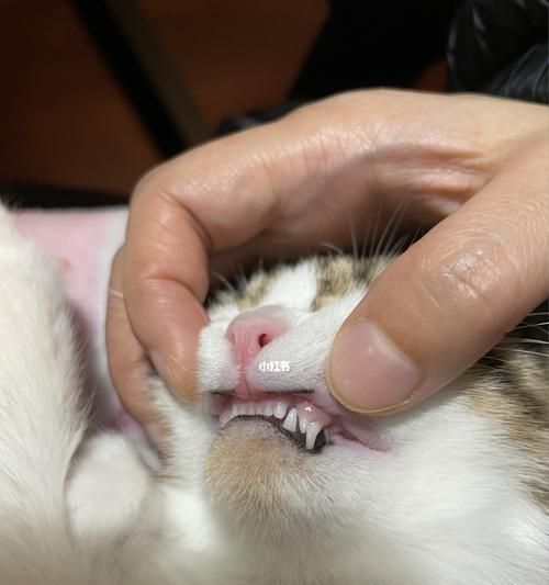 猫咪的牙龈健康指南（如何保护宠物猫咪的牙齿与牙龈健康）