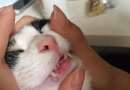 猫咪的牙龈健康指南（如何保护宠物猫咪的牙齿与牙龈健康）