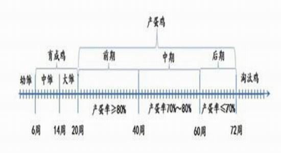金友期貨(年報(bào))：雞蛋15年寒冬里的一把火