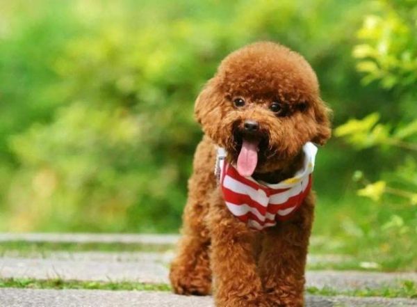 擁有這幾個特征的泰迪犬，一般都是健康的，你知道嗎
