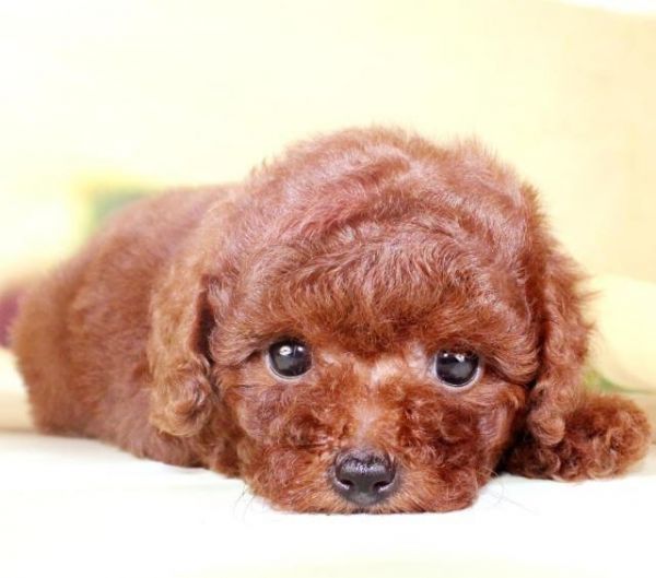 擁有這幾個特征的泰迪犬，一般都是健康的，你知道嗎