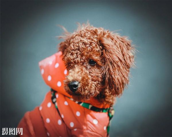 怎么判定家里的泰迪狗是否健康，犯错了怎么惩罚？