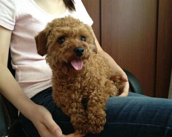 怎么判定家里的泰迪狗是否健康，犯错了怎么惩罚？