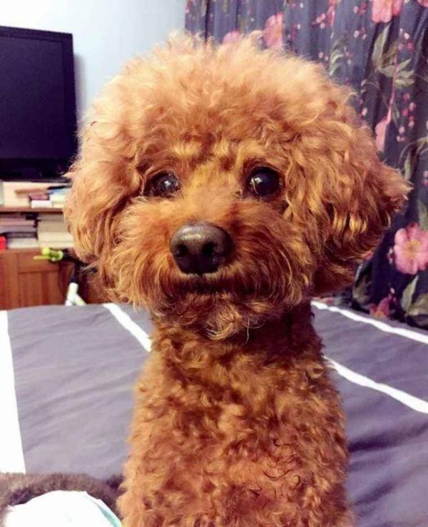 想知道泰迪犬健不健康，主要看這5點，占3點以上就厲害了！