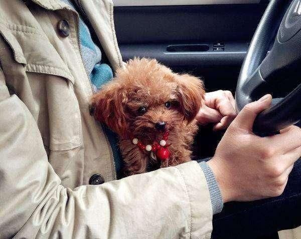 想知道泰迪犬健不健康，主要看這5點，占3點以上就厲害了！