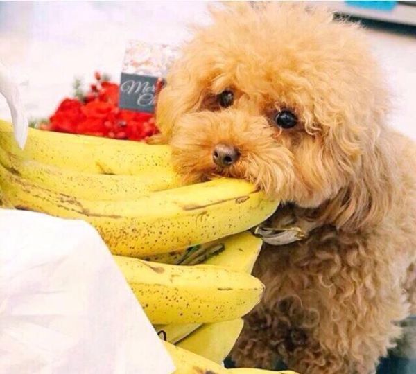 想知道泰迪犬健不健康，主要看這5點，占3點以上就厲害了！