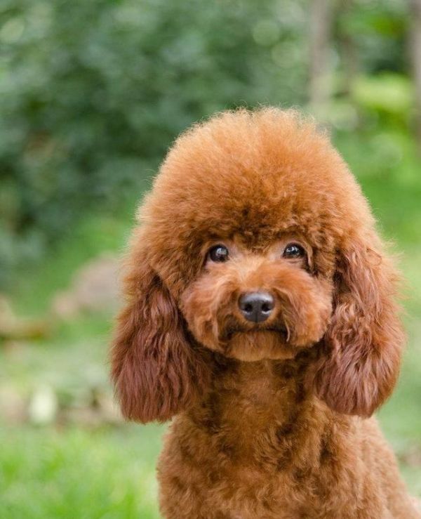 想知道泰迪犬健不健康，主要看這5點，占3點以上就厲害了！