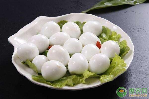 鵪鶉蛋有哪些食用功效？2019年鵪鶉蛋價(jià)格行情分析