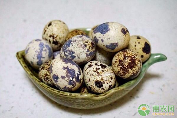 鵪鶉蛋有哪些食用功效？2019年鵪鶉蛋價(jià)格行情分析