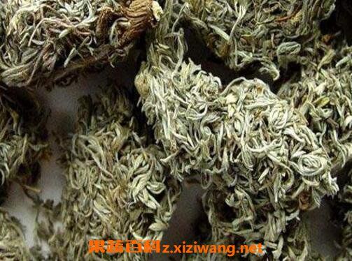 茵陳的功效與作用 茵陳的食用禁忌