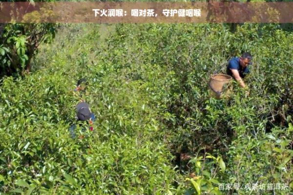 下火潤(rùn)喉：喝對(duì)茶，守護(hù)健咽喉