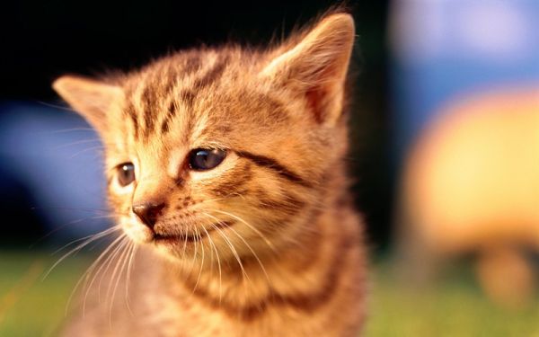 如何喂养猫咪才能让它们更健康？