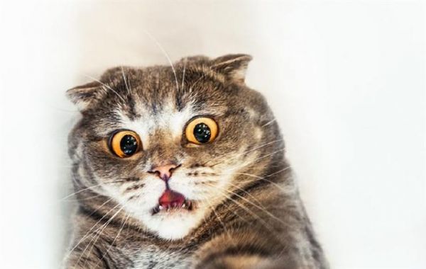 如何喂养猫咪才能让它们更健康？