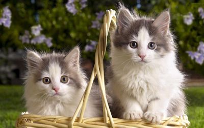 如何喂养猫咪才能让它们更健康？