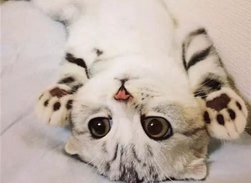 如何喂养猫咪才能让它们更健康？