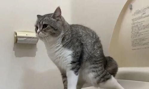 探秘猫咪蹲坐姿势的奥秘（如何从猫咪的姿势中了解它的情绪）
