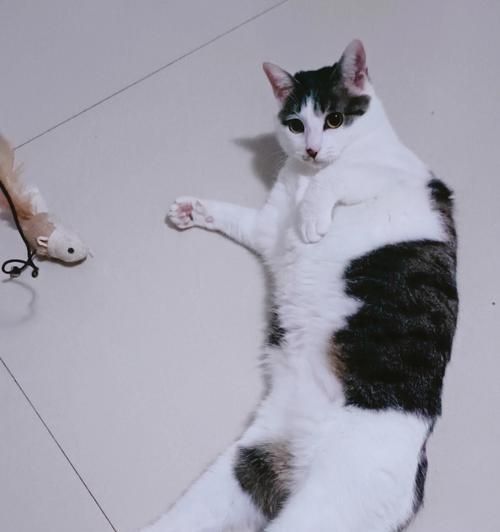 探秘猫咪蹲坐姿势的奥秘（如何从猫咪的姿势中了解它的情绪）