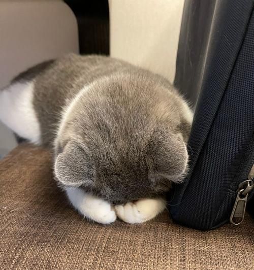 小猫趴着睡的原因与好处（探究宠物猫喜欢趴着睡的秘密）