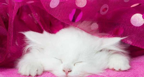 小猫趴着睡的原因与好处（探究宠物猫喜欢趴着睡的秘密）