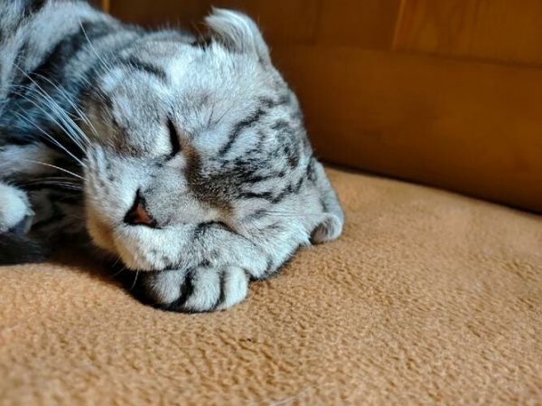 收养流浪猫必看:如何预防猫艾滋与猫瘟