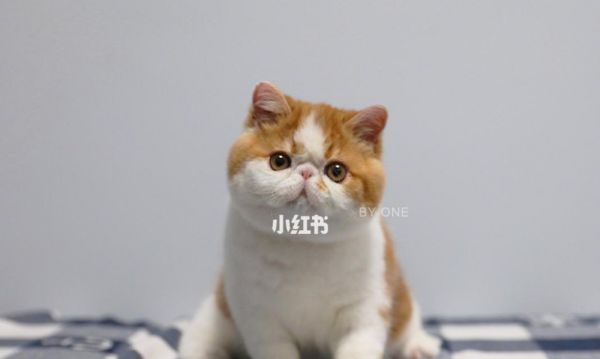 4个月小猫的饮食指南（适合4个月小猫的健康食谱和喂养技巧）