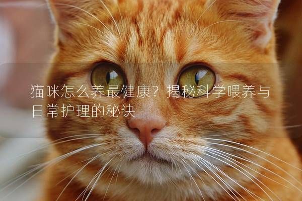 貓咪怎么養(yǎng)最健康？揭秘科學(xué)喂養(yǎng)與日常護(hù)理的秘訣